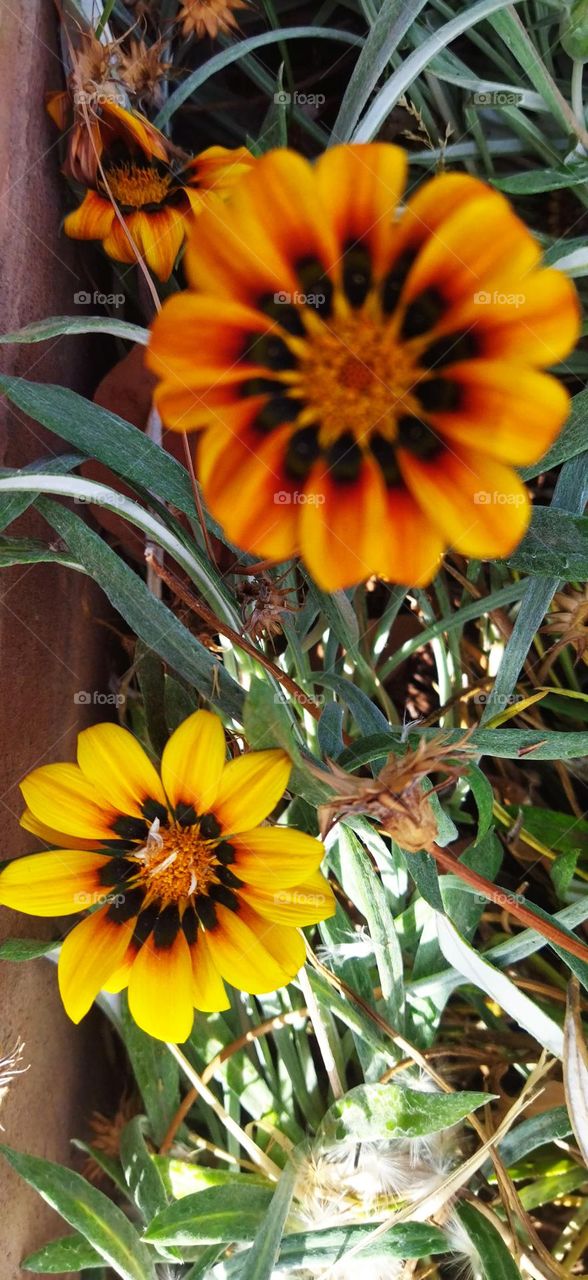 beautiful yellow flowers