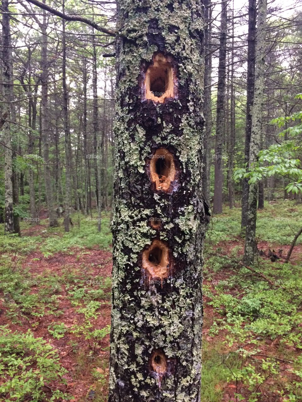 Woodpecker holes 