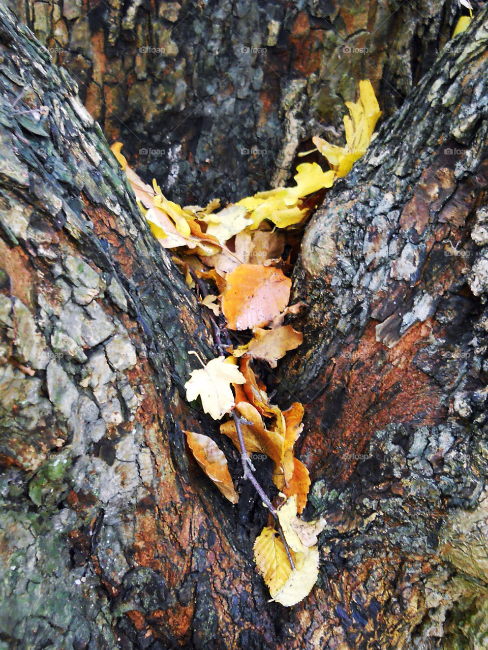 Bark, Wood, No Person, Tree, Nature