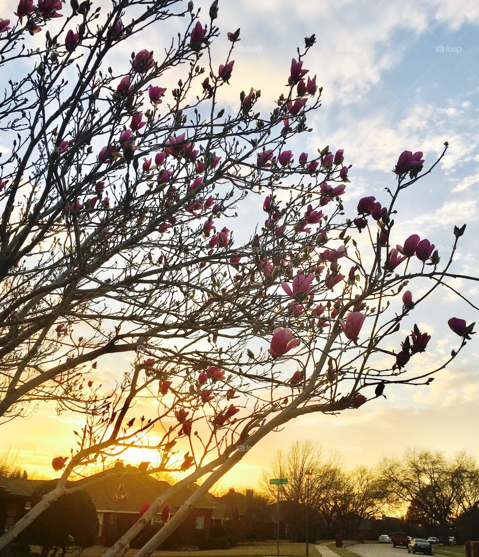 Tulip Magnolia at Sunset