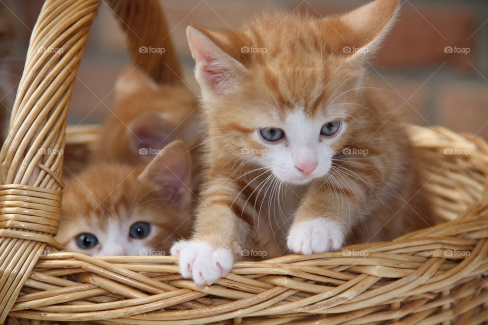 Very beautiful and wonderful kittens in the basket 