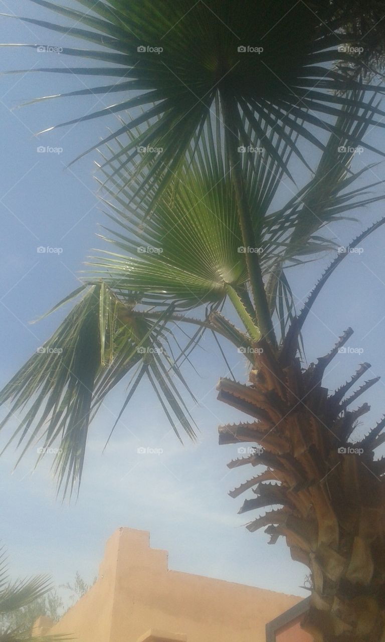 No Person, Tropical, Palm, Summer, Tree