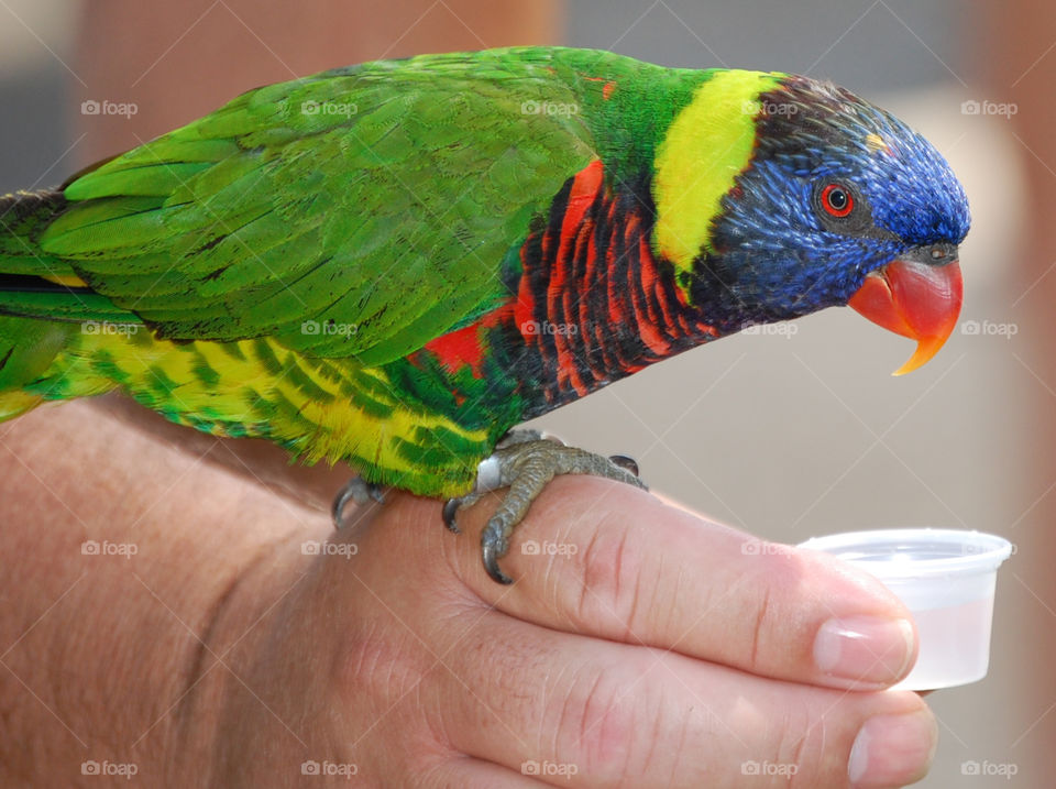 Lorikeet on a man’s hand getting ready to take a drink 