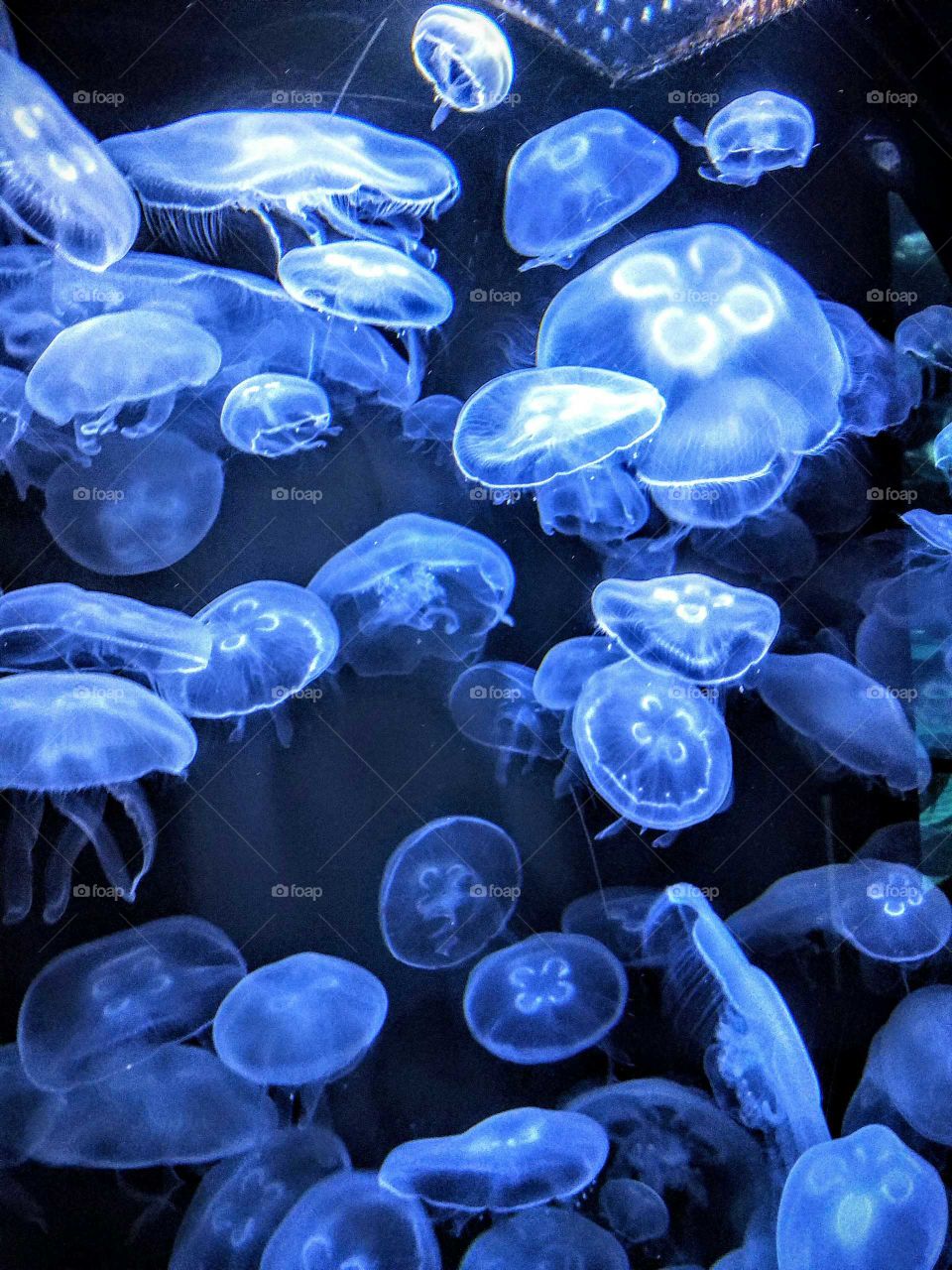 Jellyfish