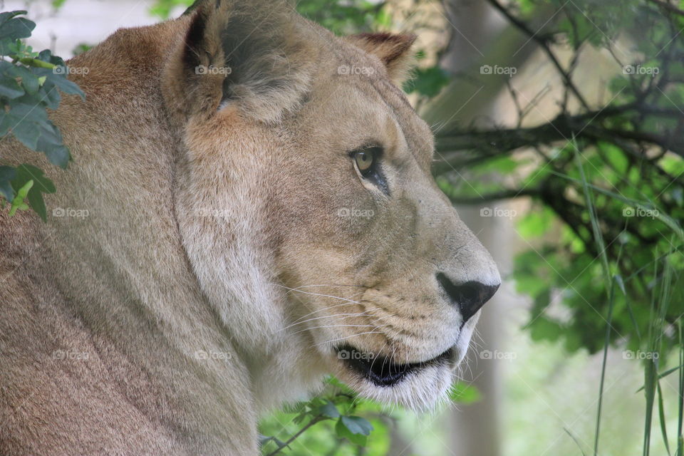 Barbury lion