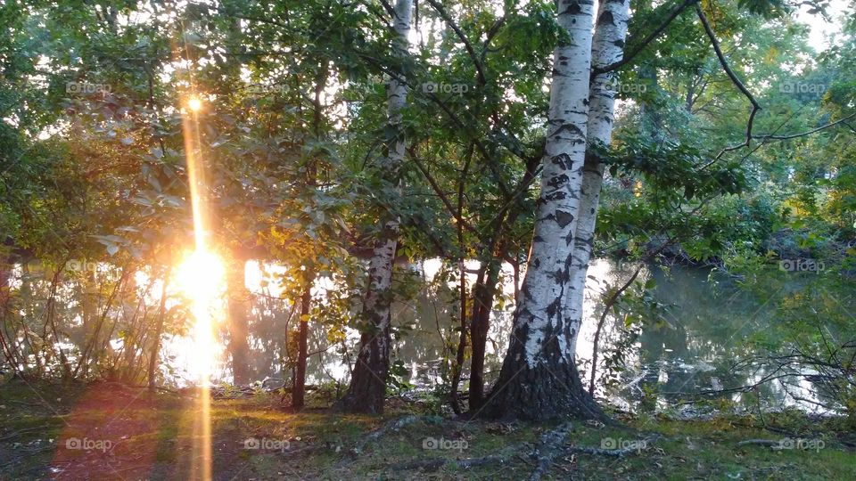 Nature, Wood, Tree, Landscape, Sun