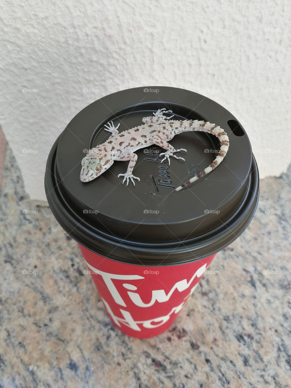 Tim Hortons coffee cup complete with lizard mascot