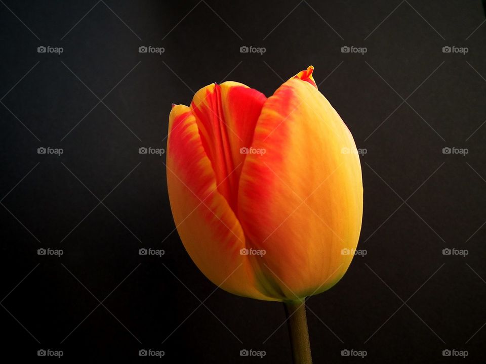 tulip