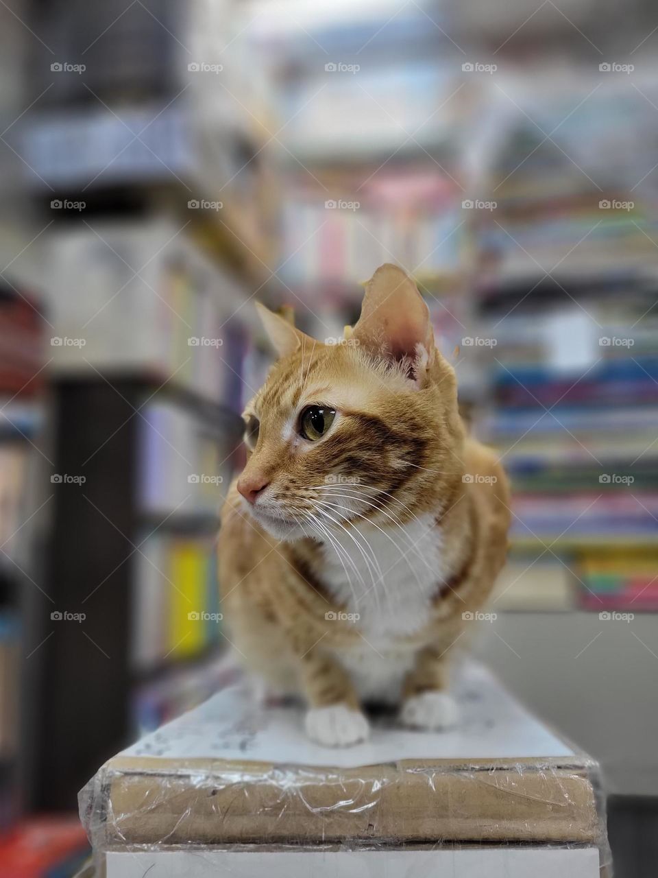 bookstore cat North Point Hong Kong