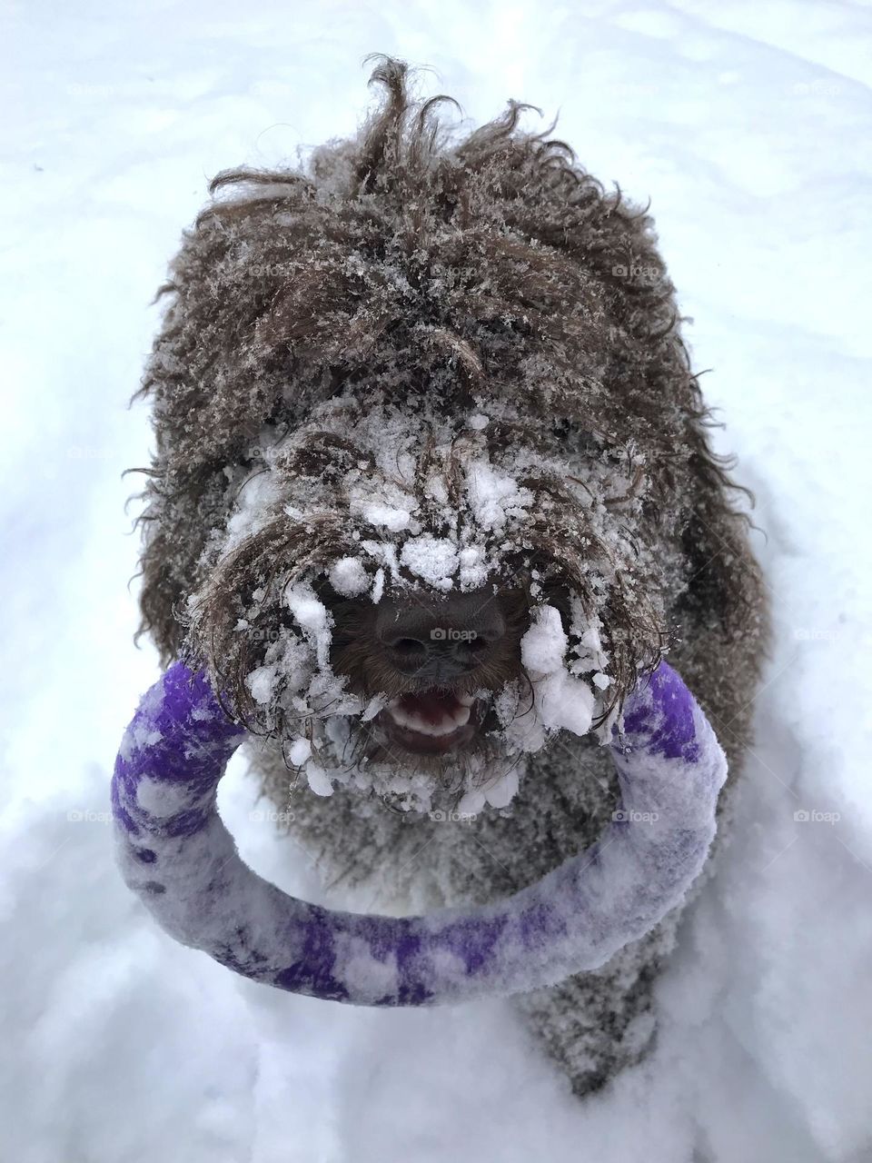 Happy doggo playing with her ring