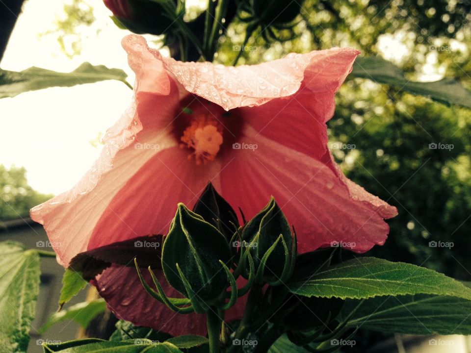 Hibiscus in pink