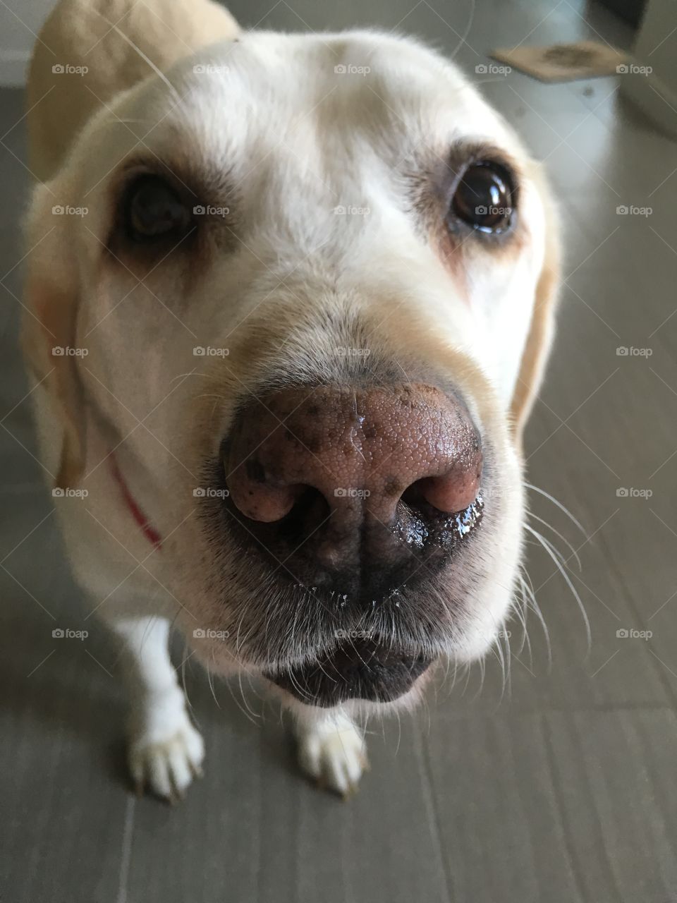 A labrador looking at camera