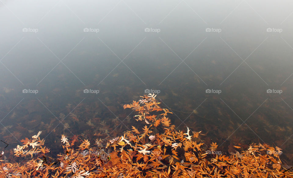 Leaves in a Pond on  a Foggy Morning