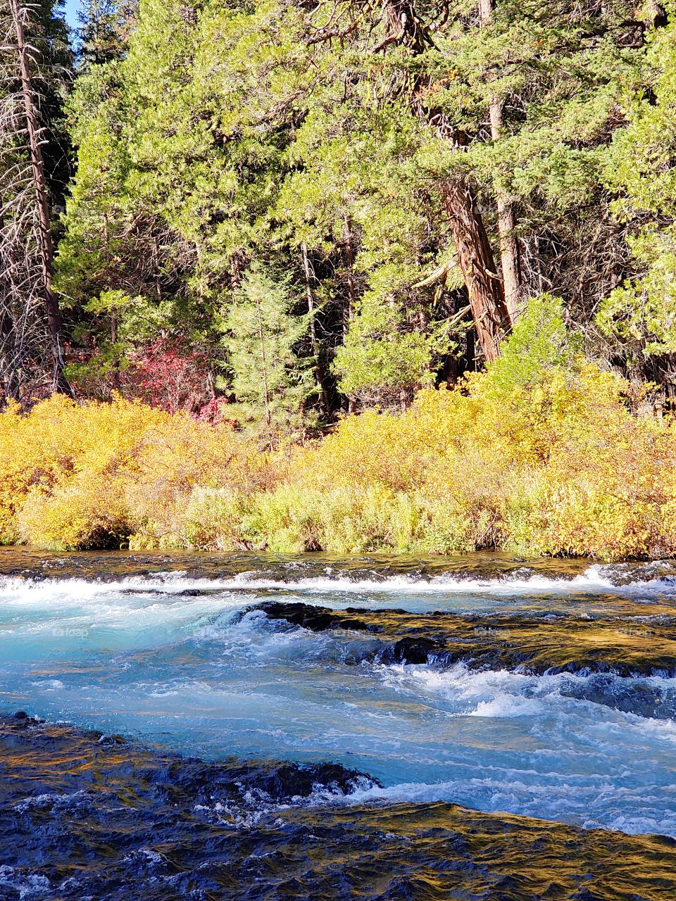 Stunning fall colors on the riverbanks of the turquoise waters of the Metolius River at Wizard Falls in Central Oregon on a sunny autumn morning.