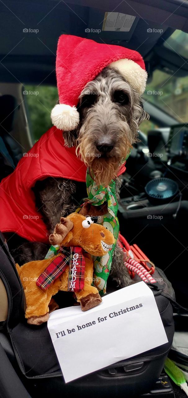black dog in his red Santa outfit in the front seat ready to go home for Christmas with grandma reindeer & elf