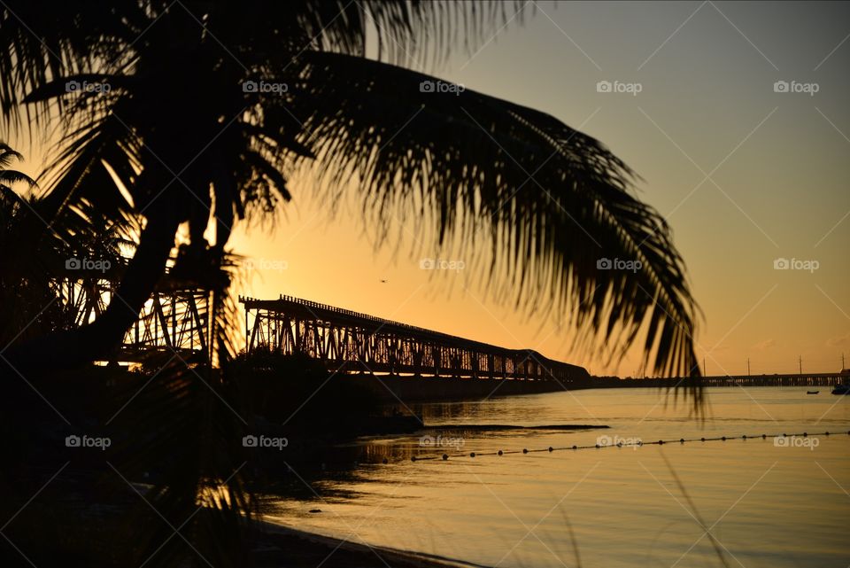 Palm over bridge