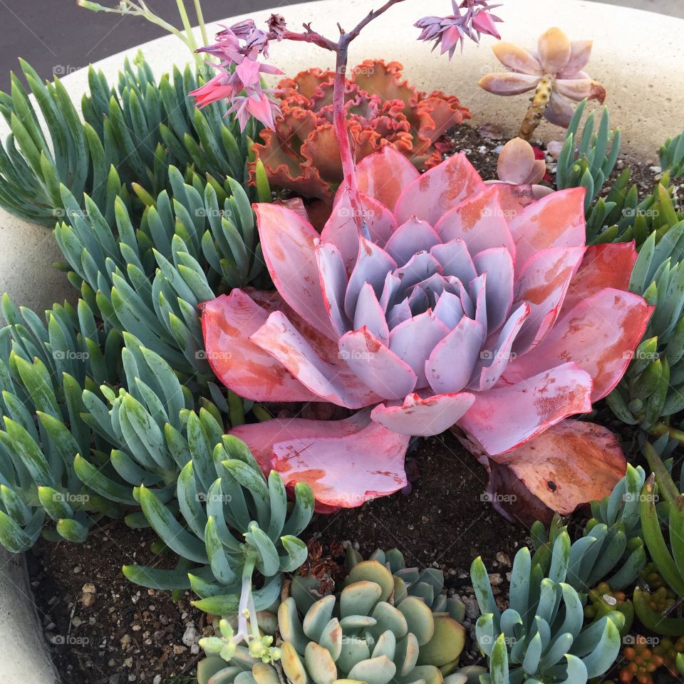 Succulent Garden