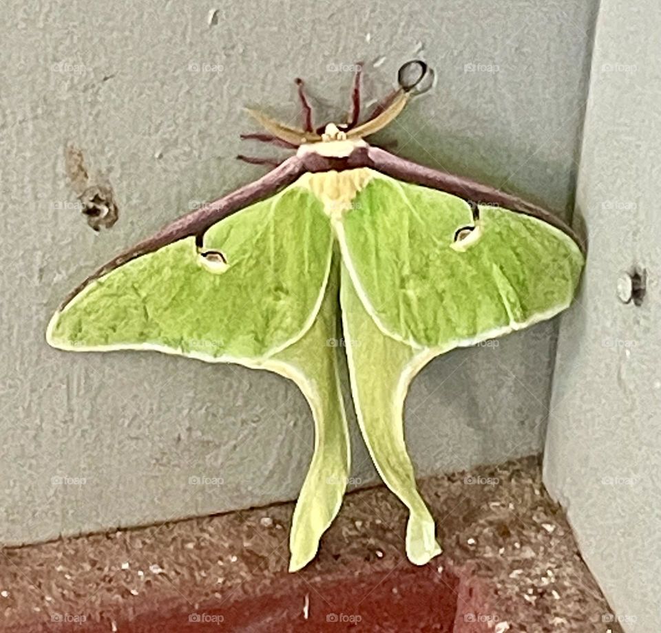 A delicate Luna moth, with its pale green wings, clings to the bottom edge of a building. The image captures a quiet moment of nature's beauty, as the moth rests peacefully in an unlikely setting.