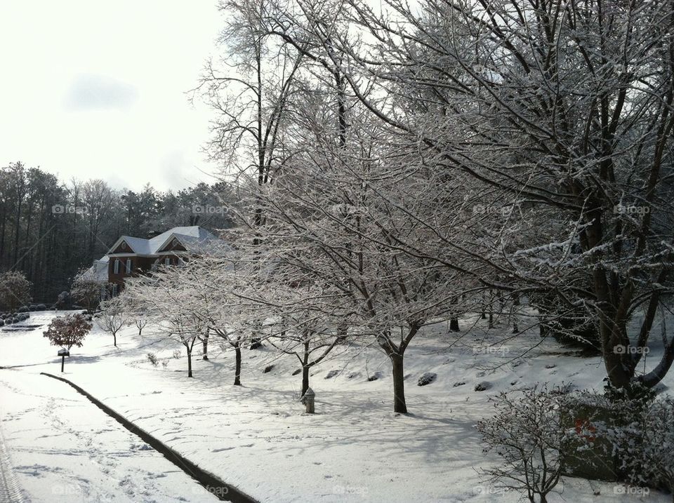 Trees snow 