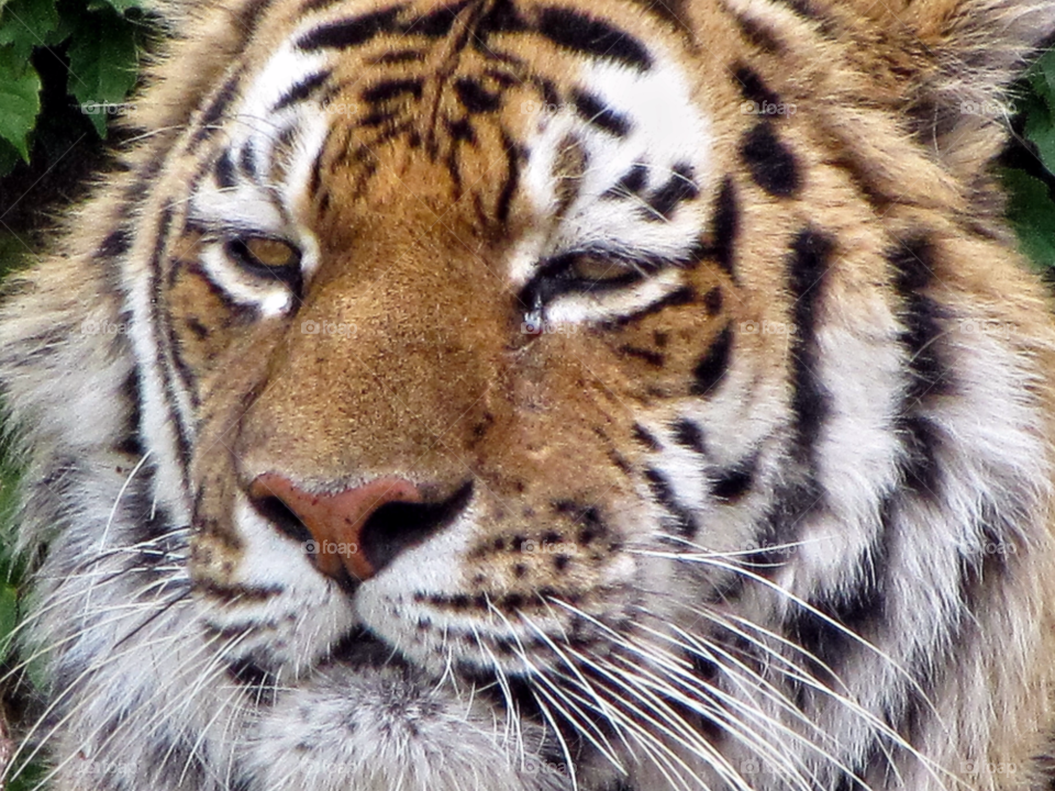 animal tiger eyes close-up by landon