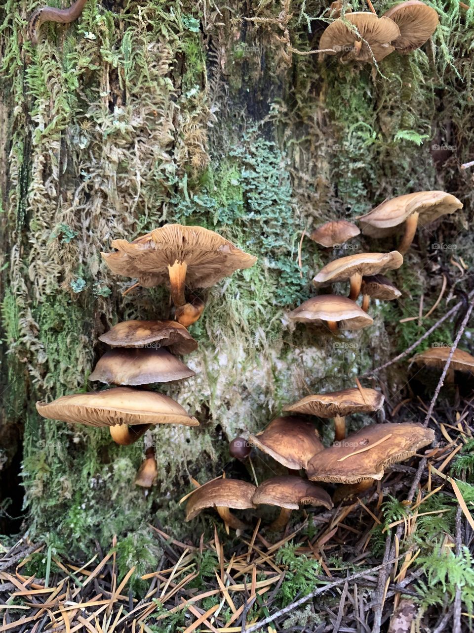  Wild Mushrooms on vertical tree