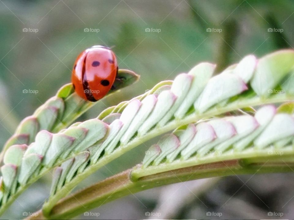 A ladybug beetle on an acacia tree. Summer.