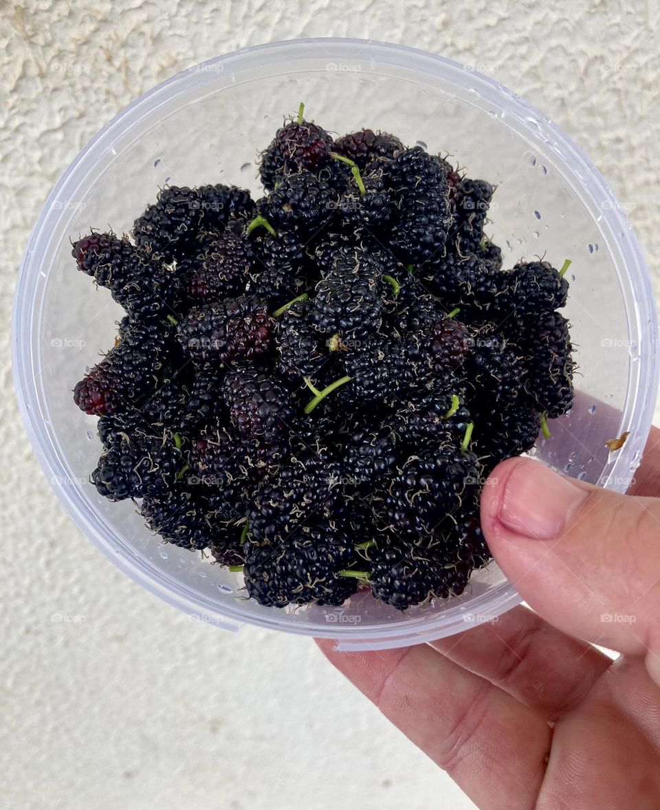 🇺🇸 Delicious blackberries for the day to have more health. Who will want? They are sweet! / 🇧🇷 Amoras deliciosas para o dia ter mais saúde. Quem vai querer? Estão docinhas!