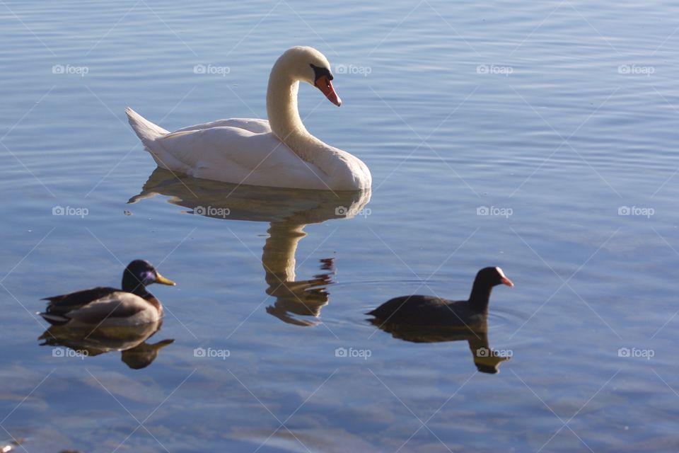 Birds swimming in river