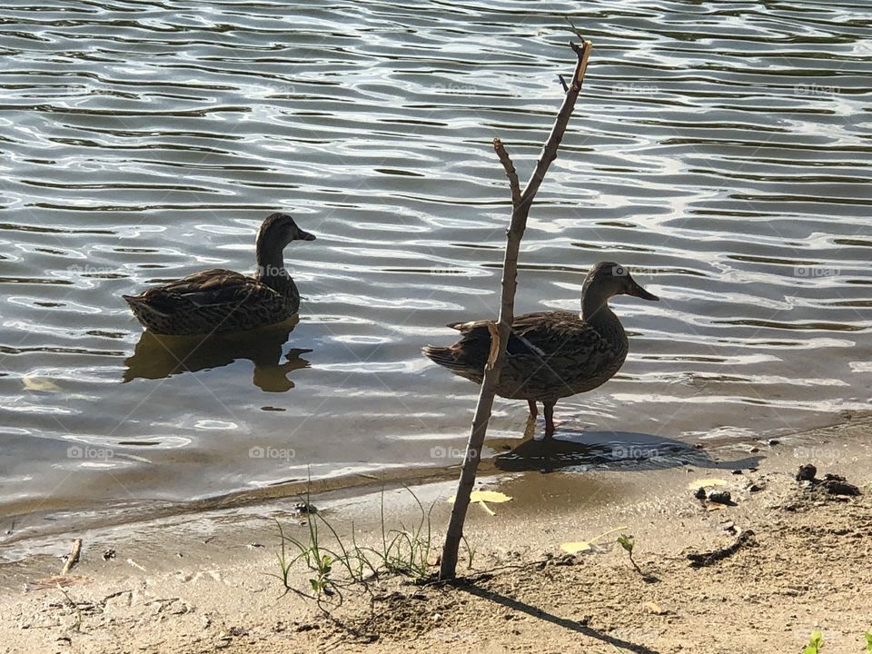 Ducks at the park