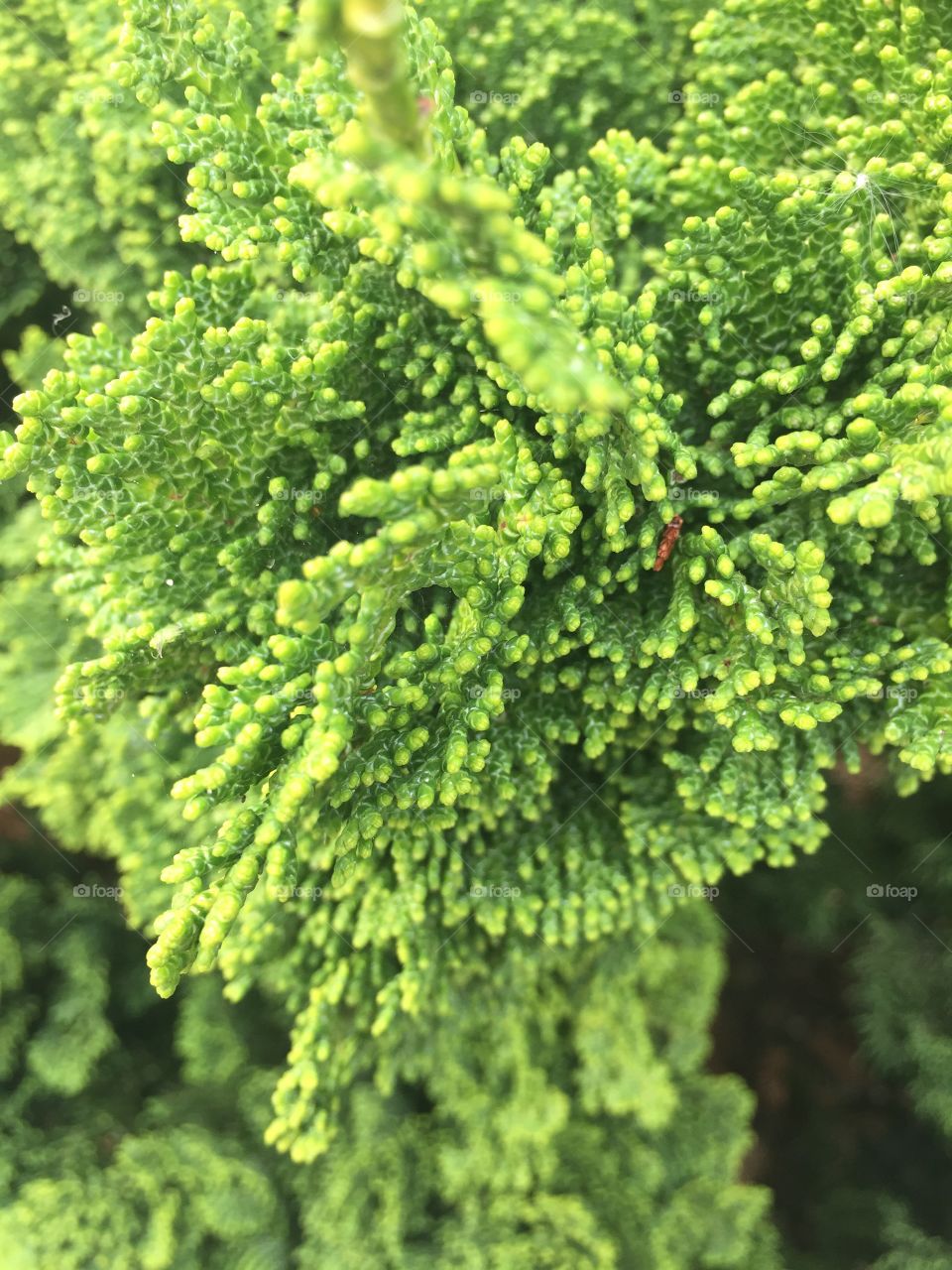 Closeup macro shot of bright green juniper leaves in the fall