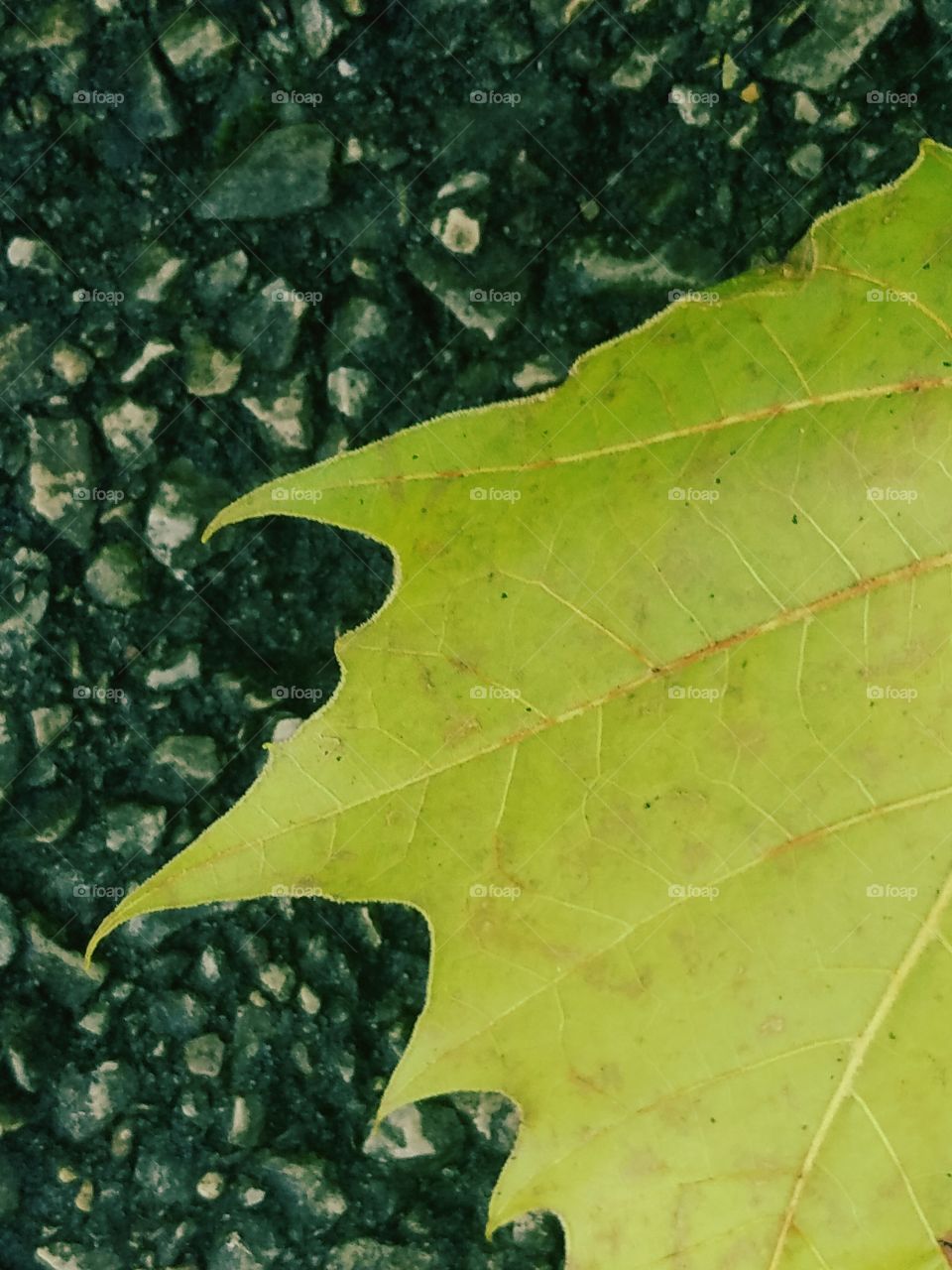 Leaf Close Up