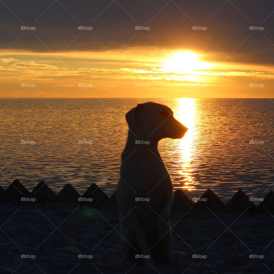 sunset over the gulf of Mexico and silhouette of my adopted fog Elle