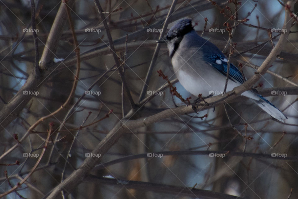 Blue Jay