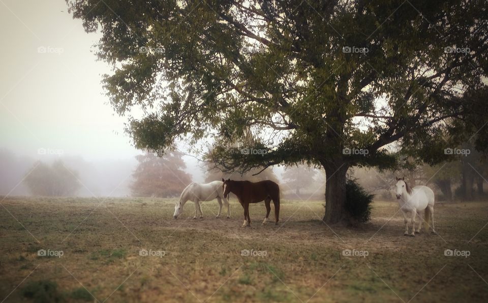 Horses on a Foggy Morning