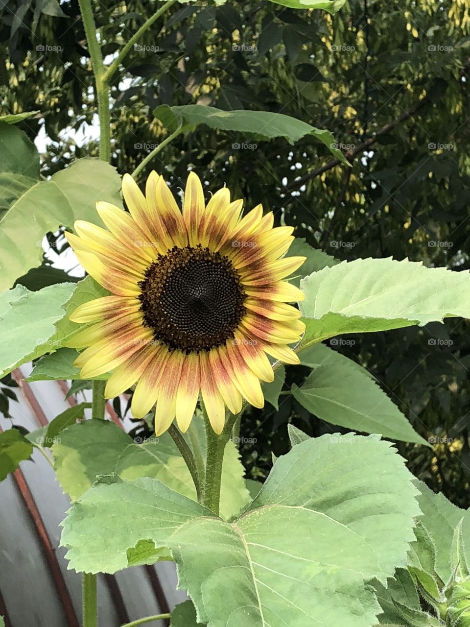 Autumn sunflower in the sun!