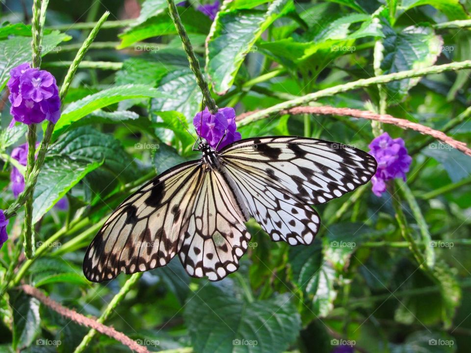 Black and White Butterfly 