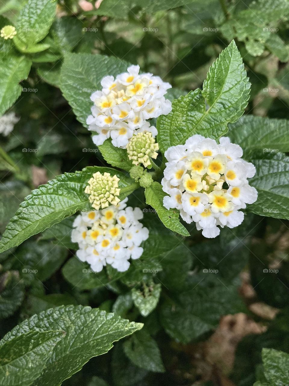 🌹 🇺🇸 Very beautiful flowers to brighten our day.  Live nature and its beauty. Did you like the delicate petals? / 🇧🇷 Flores muito bonitas para alegrar nosso dia. Viva a natureza e sua beleza. Gostaram das pétalas delicadas? 