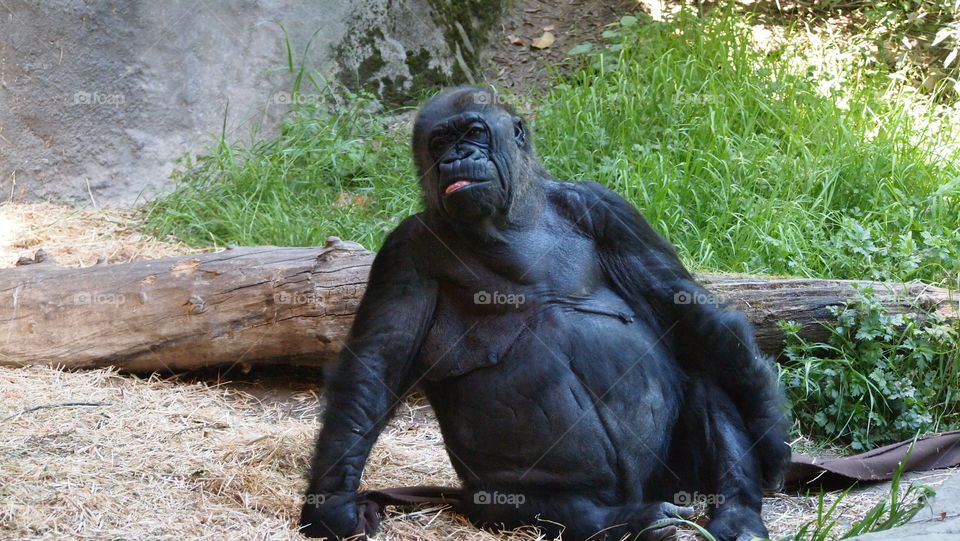 gorilla