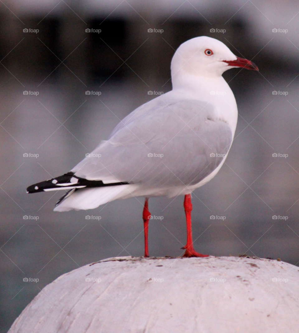 red grey bird sea by cataana
