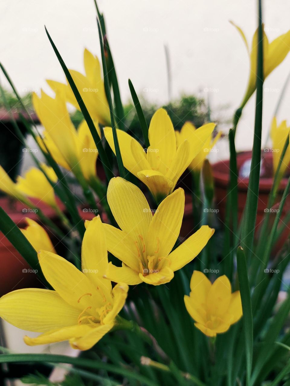 ,More beautiful than gold