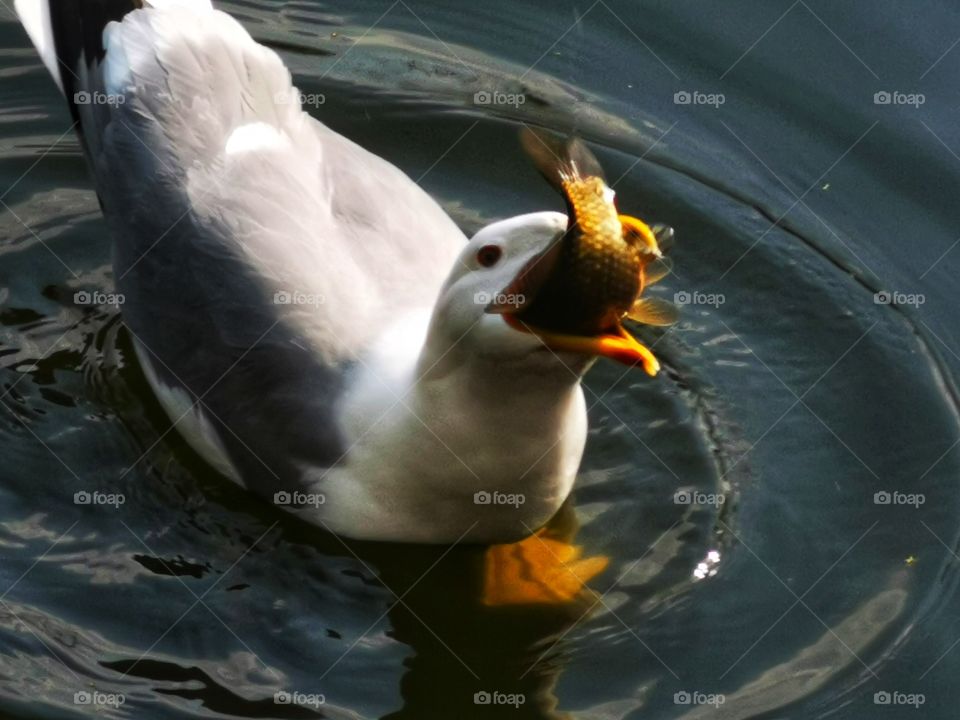 Gull and fish