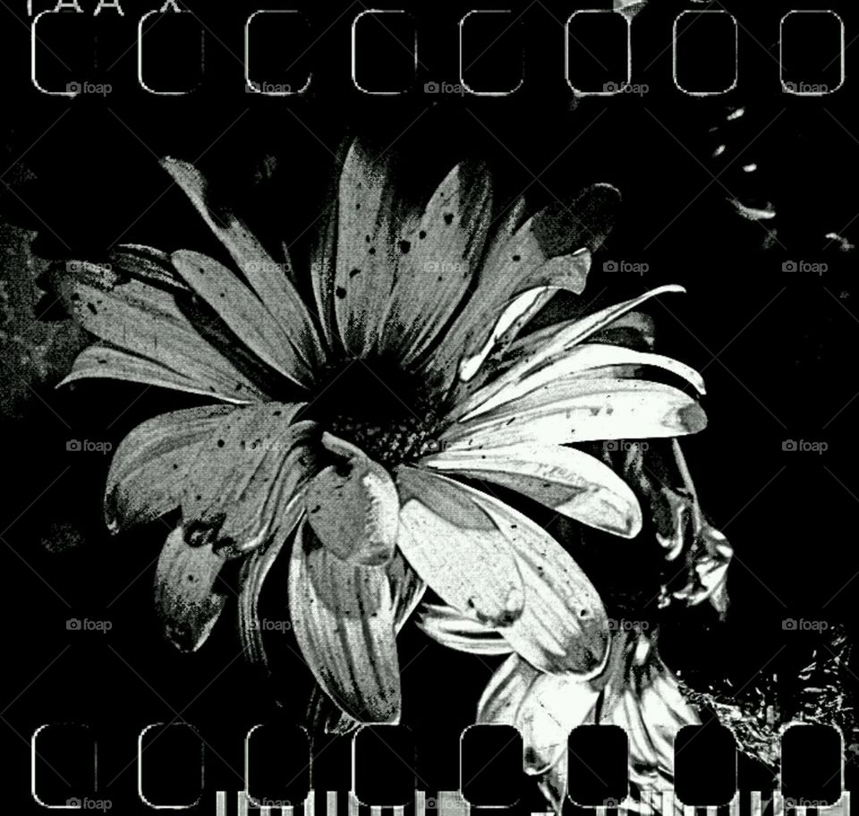 specialty. black and white