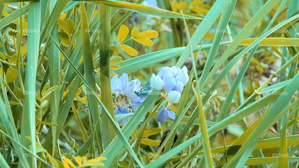 Wild flower along path
