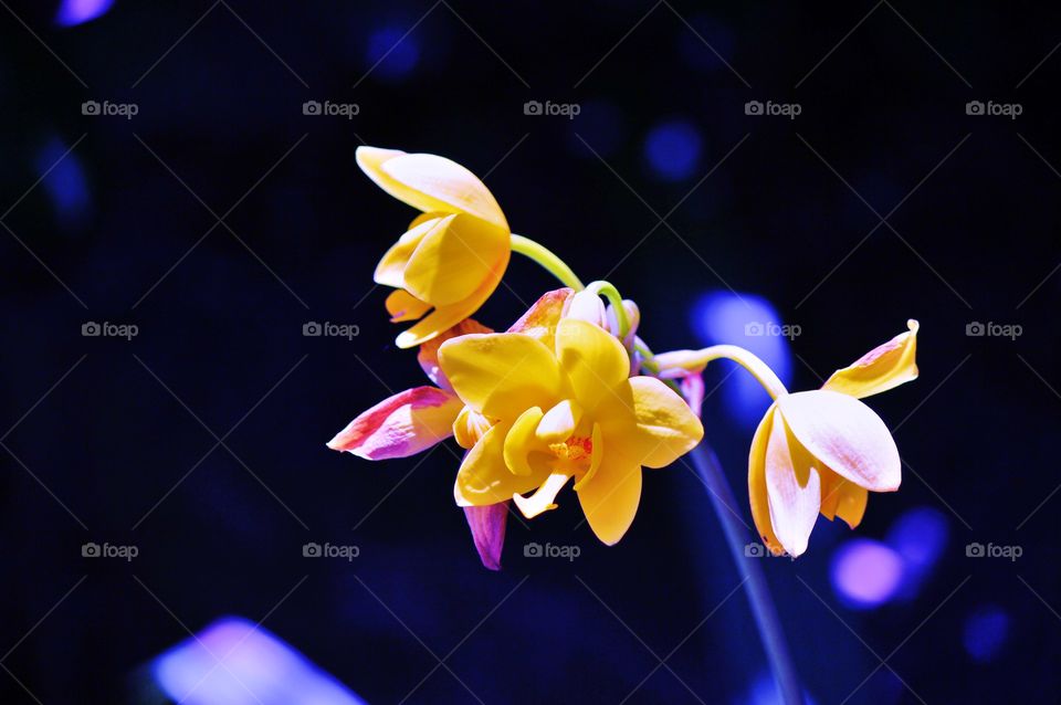 Close-up of yellow flower