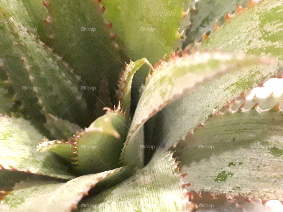Close up of pineapple tree