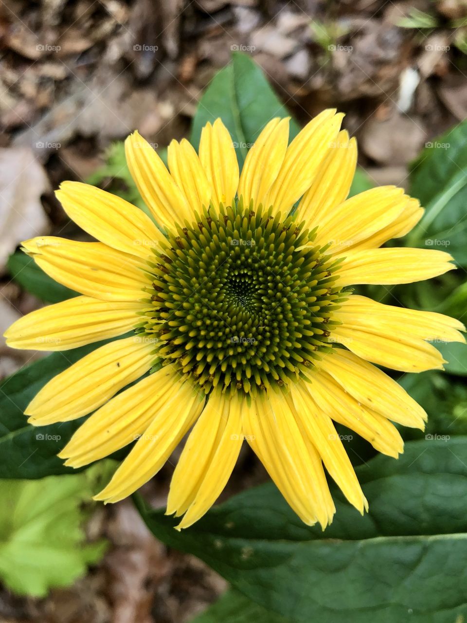 Full frame closeup of yellow coneflower in bloom 