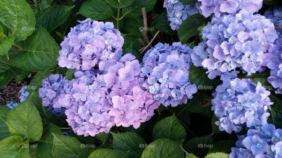 colorful hydrangeas