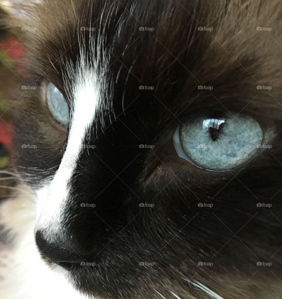 Kitty Close up