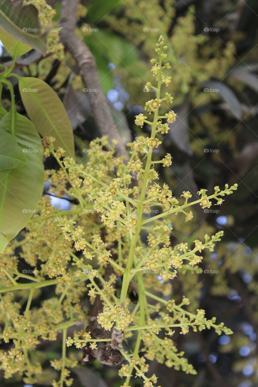 mango tree in starting summer season