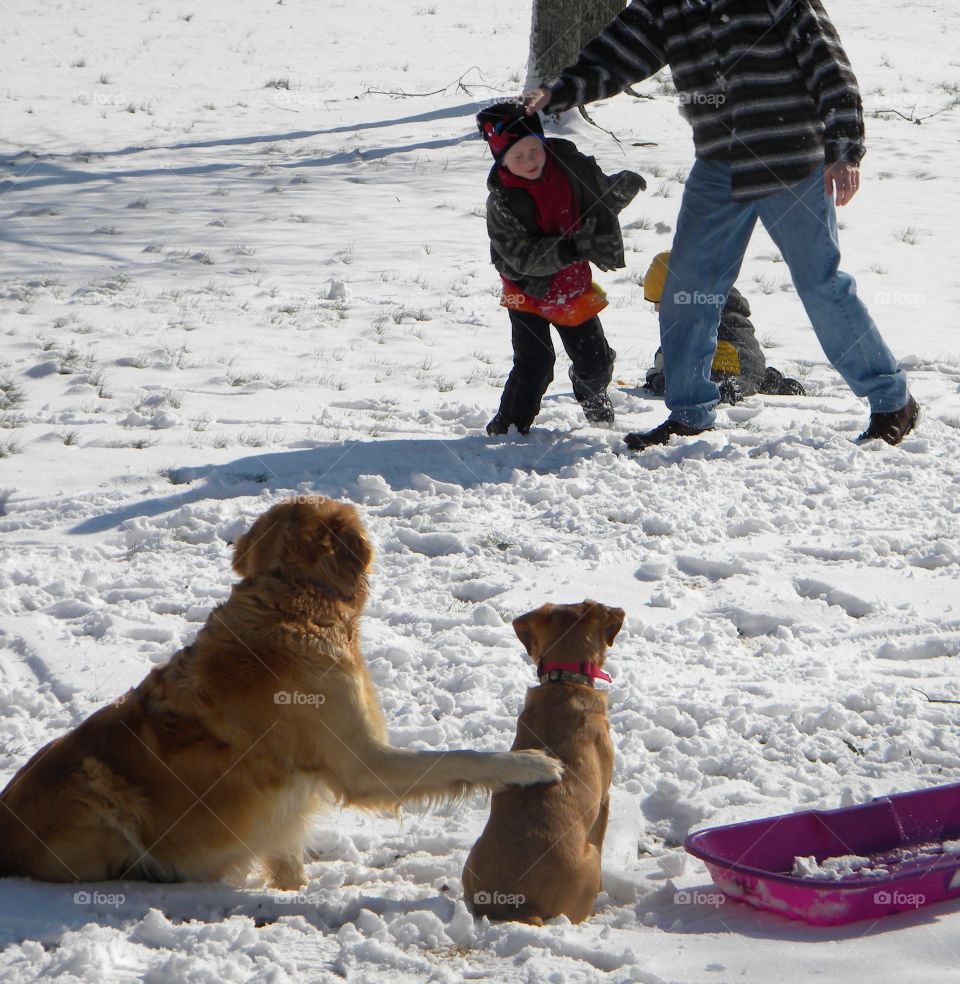 lets watch together. It was a fun day playing in the snow. I had surgery and so I couldn't go out and play. I was snapping pics of my kids and husband playing. The next door neighbors dog came over and put her paw on our dog. I quickly took pic.  